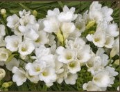 BG-FLOWER