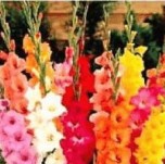 BG-FLOWER