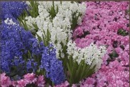 BG-FLOWER