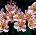 BG-FLOWER