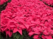 BG-FLOWER