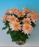 BG-FLOWER