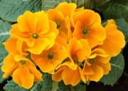 BG-FLOWER