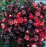 BG-FLOWER