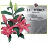 BG-FLOWER - Партньори - Steenvoorden